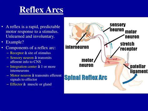 reflex arc definition.